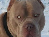 Mâle Bully XL lilac disponible pour saillie