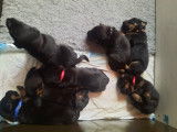 Chiots Rottweilers à vendre