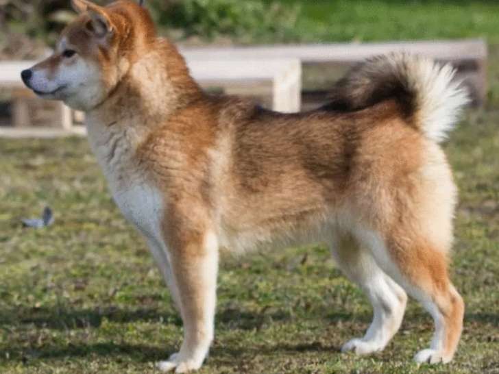 À vendre : une chienne Shiba Inu LOF fauve d’octobre 2021