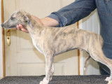 À vendre : 3 chiots Whippets LOF mâles de mars 2023
