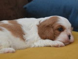 À réserver : 5 chiots Cavaliers King Charles LOF