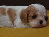 À réserver : 5 chiots Cavaliers King Charles LOF