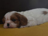 À réserver : 5 chiots Cavaliers King Charles LOF