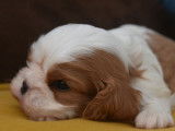 À réserver : 5 chiots Cavaliers King Charles LOF
