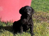 8 chiots Labrador Retrievers LOF à vendre