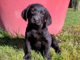 8 chiots Labrador Retrievers LOF à vendre