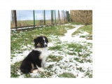3 chiots femelles Bergers Australiens LOF disponible à l'achat