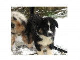 3 chiots femelles Bergers Australiens LOF disponible à l'achat