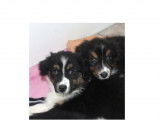 3 chiots femelles Bergers Australiens LOF disponible à l'achat