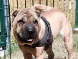 Chienne adulte Shar-Peï fauve de 7 ans à vendre (LOF)
