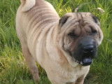 Chienne adulte Shar-Peï fauve de 7 ans à vendre (LOF)