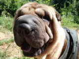 Chienne adulte Shar-Peï fauve de 7 ans à vendre (LOF)