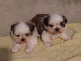 2 chiots mâles Shih Tzu LOF disponibles à la réservation