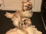 2 chiots mâles Shih Tzu LOF disponibles à la réservation