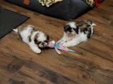 2 chiots mâles Shih Tzu LOF disponibles à la réservation