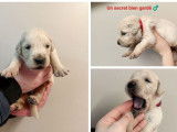 4 chiots Golden Retrievers LOF &agrave; r&eacute;server