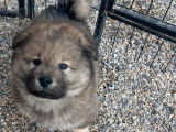 2 chiots mâles Eurasiers LOF à réserver