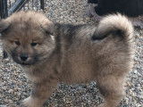 2 chiots mâles Eurasiers LOF à réserver