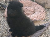 2 chiots mâles Eurasiers LOF à réserver