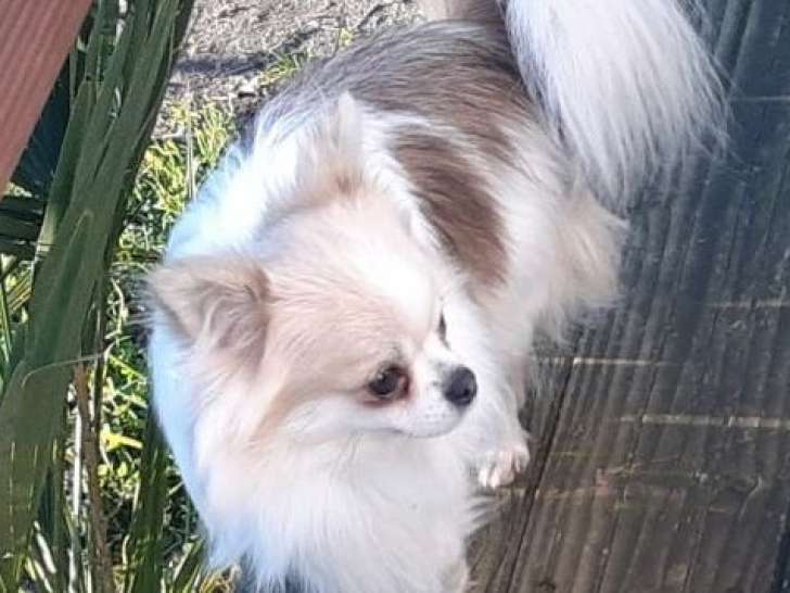 Chien Chihuahua LOF bicolore de 4 ans disponible pour saillie