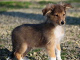 Chiot mâle Berger des Shetland à vendre