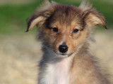 Chiot mâle Berger des Shetland à vendre