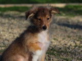 Chiot mâle Berger des Shetland à vendre