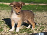 Chiot mâle Berger des Shetland à vendre