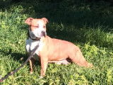 Chienne Staffie fauve LOF de 6 ans disponible