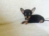 Chiot femelle Chihuahua à vendre