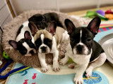 Adorables chiots Bouledogues Français à vendre