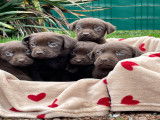 Chiot mâle Labrador marron LOF à vendre