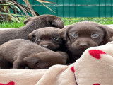 Chiot mâle Labrador marron LOF à vendre