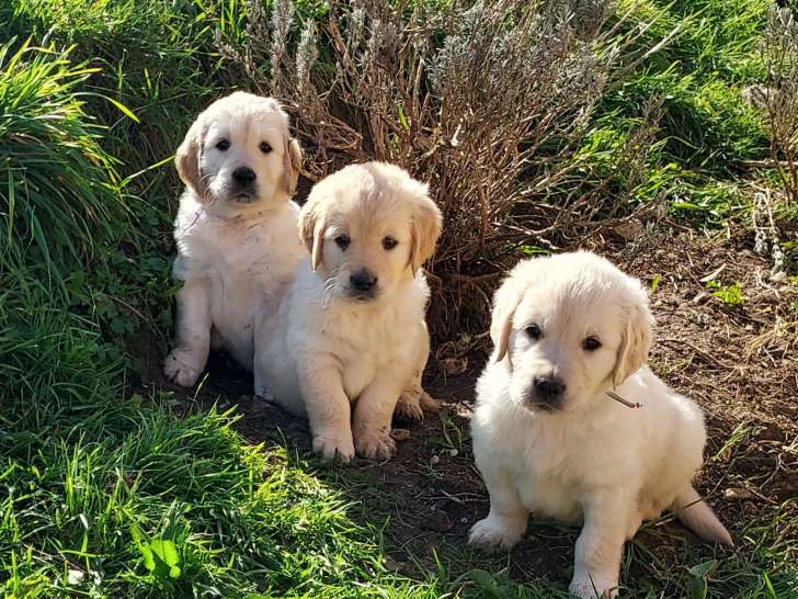 4 magnifiques chiots Golden Retriever à vendre