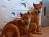 2 chiots Shiba Inus LOF, de septembre 2023, à vendre