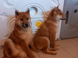 2 chiots Shiba Inus LOF, de septembre 2023, à vendre