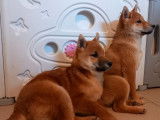 2 chiots Shiba Inus LOF, de septembre 2023, à vendre