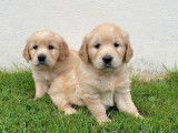 &Agrave; vendre, 8 chiots Golden Retrievers LOF, de d&eacute;cembre 2023