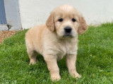 &Agrave; vendre, 8 chiots Golden Retrievers LOF, de d&eacute;cembre 2023
