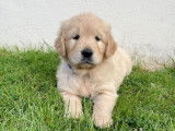 &Agrave; vendre, 8 chiots Golden Retrievers LOF, de d&eacute;cembre 2023