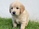 &Agrave; vendre, 8 chiots Golden Retrievers LOF, de d&eacute;cembre 2023