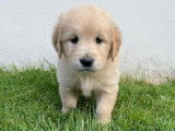 &Agrave; vendre, 8 chiots Golden Retrievers LOF, de d&eacute;cembre 2023