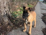 2 chiots Malinois LOF fauve noir mâles disponibles à l'achat