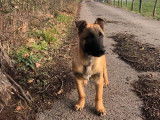 2 chiots Malinois LOF fauve noir mâles disponibles à l'achat