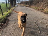 2 chiots Malinois LOF fauve noir mâles disponibles à l'achat