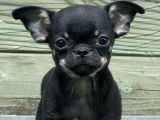 Chiot mâle Chihuahua LOF noir et feu à acheter