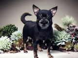 Chiot mâle Chihuahua LOF noir et feu à acheter