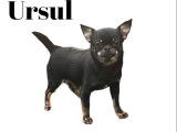 Chiot mâle Chihuahua LOF noir et feu à acheter