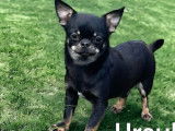 Chiot mâle Chihuahua LOF noir et feu à acheter