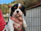 2 chiots femelles Cavaliers King Charles LOF à vendre